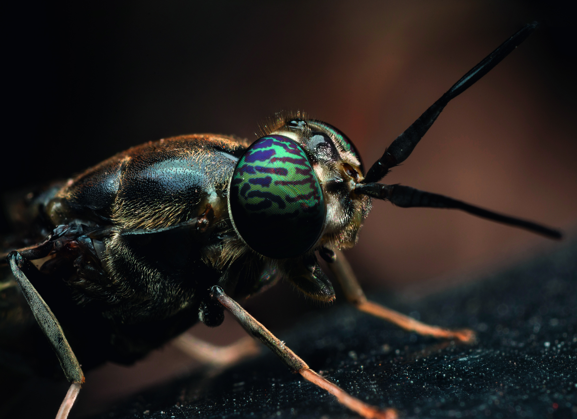 Better Insect Solutions – Kopfbild Insekt Nahaufnahme