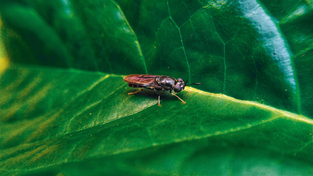 Better Insect Solutions – Insekt auf Blatt